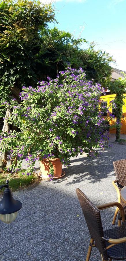 Wein & Gastehaus Hermeshof Ξενοδοχείο Trittenheim Εξωτερικό φωτογραφία